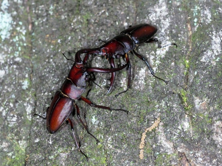 リソルの森には、昆虫界のキング「カブトムシ」と「クワガタ」がたくさん生息しています